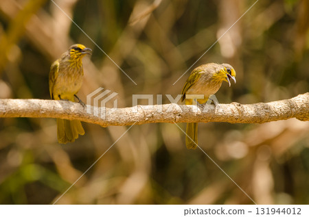 Stripe-throated bulbuls Pycnonotus finlaysoni eous. Stripe-throated bulbuls Pycnonotus finlaysoni eous. 131944012