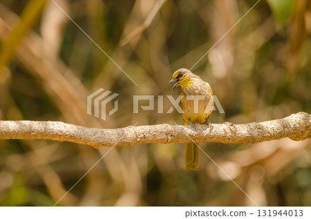 Stripe-throated bulbul calling. Stripe-throated bulbul calling. 131944013