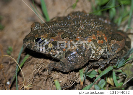 Green Toad (Bufo viridis), Crete 131944022