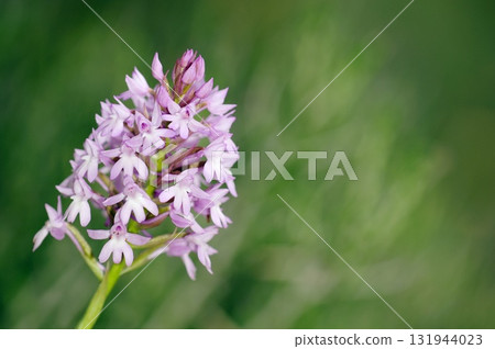 Anacamptis pyramidalis (Pyramidal Orchid, Pyramid Anacamptis), Crete, Greece Anacamptis pyramidalis (Pyramidal Orchid, Pyramid Anacamptis), Crete, Greece 131944023