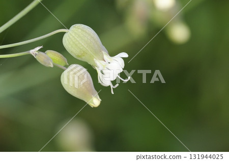 Bladder Campion (Silene vulgaris), Crete 131944025