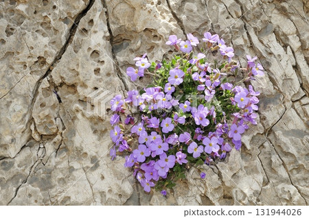 Rock Cress or Lilacbush (Aubrieta deltoidea), Crete Rock Cress or Lilacbush (Aubrieta deltoidea), Crete 131944026