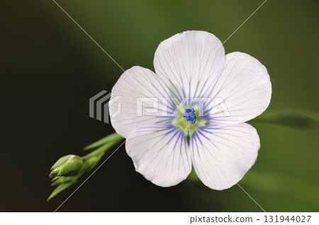 Pale Flax (Linum bienne), Crete  131944027