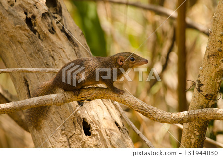 Northern treeshrew Tupaia belangeri. Northern treeshrew Tupaia belangeri. 131944030