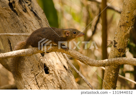 Northern treeshrew Tupaia belangeri. Northern treeshrew Tupaia belangeri. 131944032