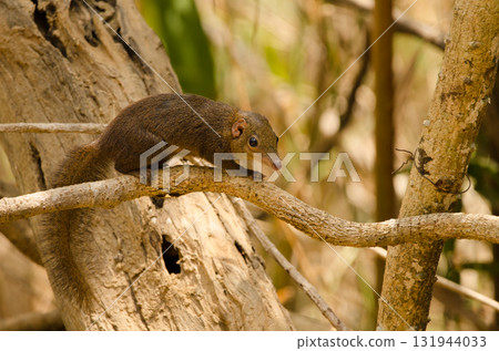 Northern treeshrew Tupaia belangeri. 131944033