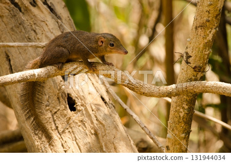 Northern treeshrew Tupaia belangeri. 131944034