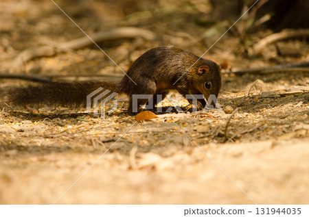 Northern treeshrew searching for food. Northern treeshrew searching for food. 131944035