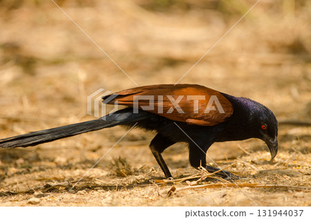 Greater coucal searching for food. 131944037