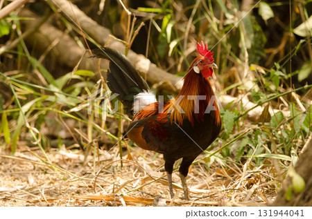 Male red junglefowl. 131944041