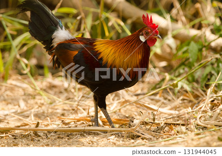 Male red junglefowl. 131944045