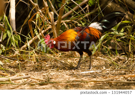 Male red junglefowl. 131944057