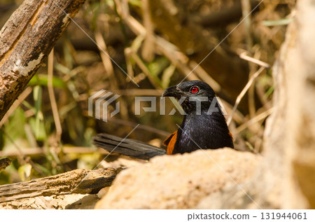 Greater coucal drinking water. 131944061