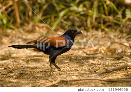 Greater coucal eating. Greater coucal eating. 131944066