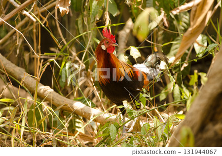Male red junglefowl. 131944067