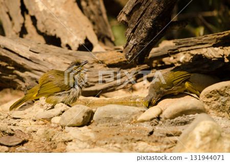 Stripe-throated bulbuls drinking water. 131944071