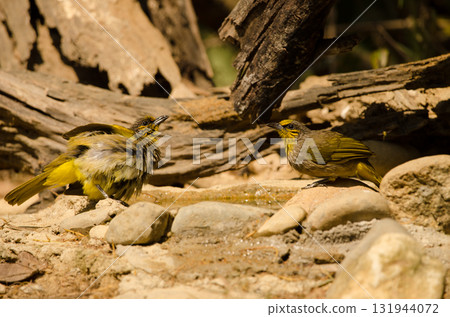 Stripe-throated bulbuls drinking water. 131944072