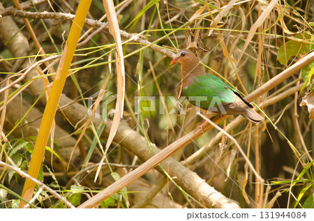 Common emerald dove. Common emerald dove. 131944084
