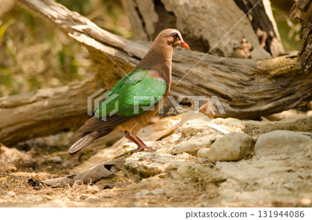 Common emerald dove. 131944086