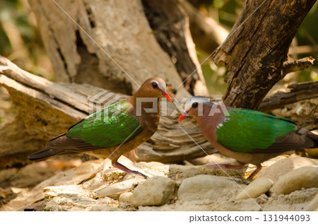 Common emerald doves. 131944093