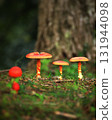 Egg mushrooms in a fantastical forest 131944098