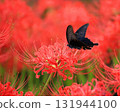 In the autumn, black-winged butterflies dance around the cluster amaryllis flowers. A fantastical scene that signals the arrival of autumn. 131944100