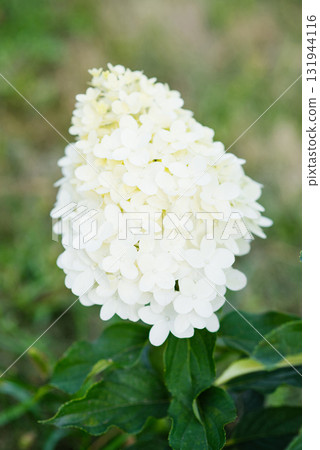 Creamy white panicle hydrangea Hercules close up Creamy white panicle hydrangea Hercules close up 131944116