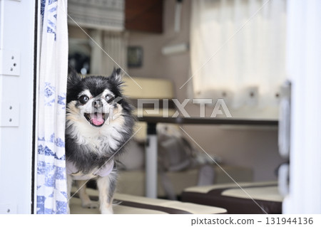 Traveling in a camper with my dog, a long coat Chihuahua Traveling in a camper with my dog, a long coat Chihuahua 131944136