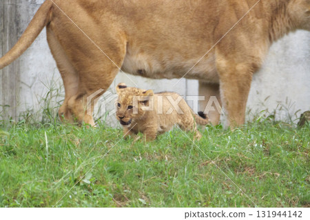 Baby lion running at its mother's feet 131944142