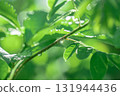 雨後的水滴在清晨的陽光下 131944436