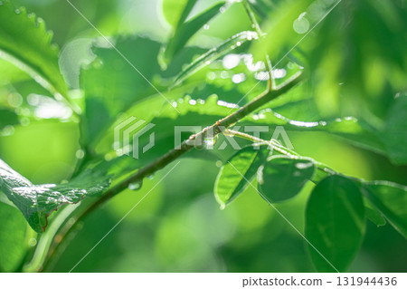 雨後的水滴在清晨的陽光下 雨後的水滴在清晨的陽光下 131944436