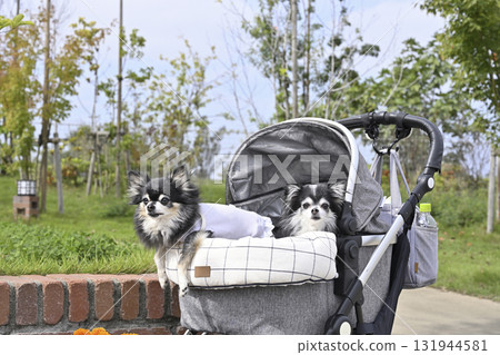 Two Chihuahuas walking in a pet cart at a resort 131944581
