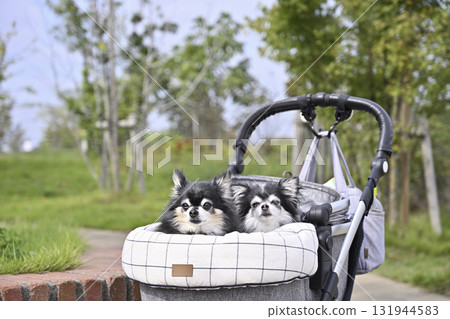 兩隻吉娃娃在度假村的寵物車裡散步 131944583
