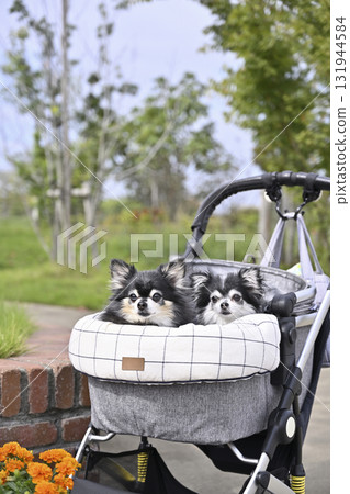 Two Chihuahuas walking in a pet cart at a resort Two Chihuahuas walking in a pet cart at a resort 131944584