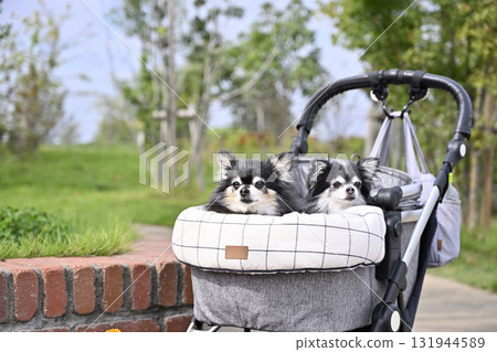 兩隻吉娃娃在度假村的寵物車裡散步 131944589