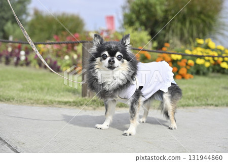 A smiling Chihuahua walking in a cute flower field 131944860