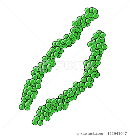    海洋葡萄 131945047