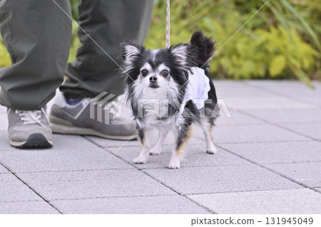 長毛吉娃娃與心愛的主人一起散步 131945049