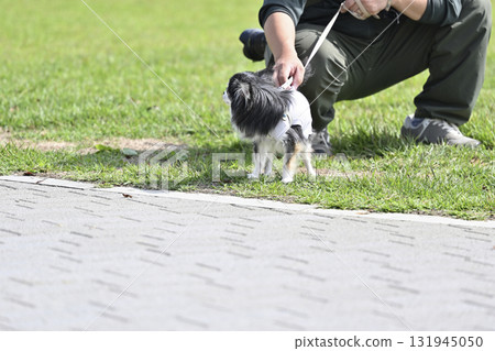 長毛吉娃娃與心愛的主人一起散步 131945050