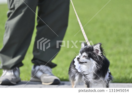 長毛吉娃娃與心愛的主人一起散步 長毛吉娃娃與心愛的主人一起散步 131945054