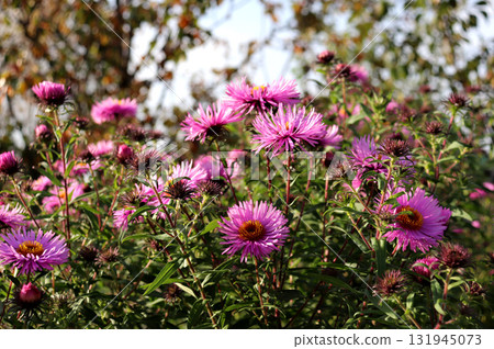 A bush with pink and purple asters in bud on a sunny autumn day in the garden 131945073
