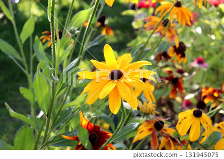 A yellow rudbeckia flower against a background of other flowers in a flowerbed 131945075