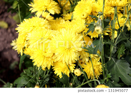 Bright yellow chrysanthemum flowers in sunlight in a garden 131945077