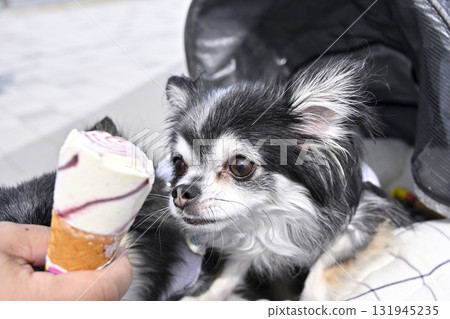 Chihuahua eats human ice cream with owner Chihuahua eats human ice cream with owner 131945235
