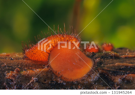 Common Eyelash Cup - Scutellinia scutellata 131945264