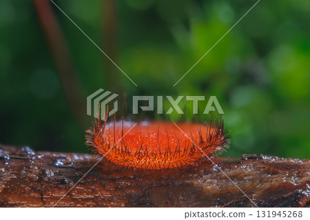 Common Eyelash Cup - Scutellinia scutellata 131945268