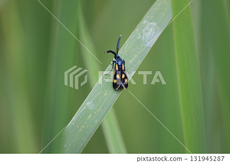 A narrow-spotted butterfly resting on a leaf A narrow-spotted butterfly resting on a leaf 131945287