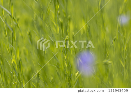 green flax during the beginning of flowering in the summer, a beautiful green field with long flax plants , green flax sprouts in sunny summer weather 131945409