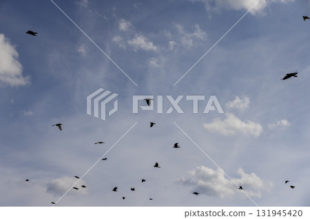 a flock of crows and several pigeons flying in the blue sky with clouds, a flock of black crows and pigeons flying high in the sky a flock of crows and several pigeons flying in the blue sky with clouds, a flock of black crows and pigeons flying high in the sky 131945420