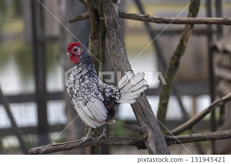 A beautiful lone rooster stands on a log in a metal cage, a beautiful single rooster with black and white plumage and a red beard and crest A beautiful lone rooster stands on a log in a metal cage, a beautiful single rooster with black and white plumage and a red beard and crest 131945421